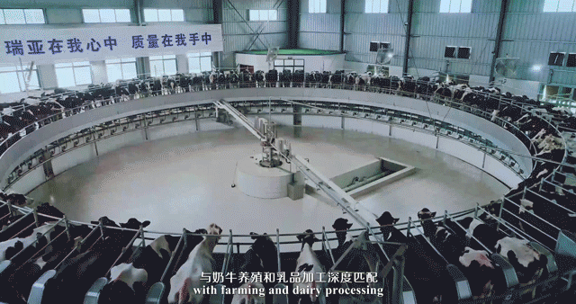 快訊 | 河南省委常委、省紀委書記、省監(jiān)委主任任正曉蒞臨花花牛乳業(yè)集團新蔡瑞亞牧場調(diào)研